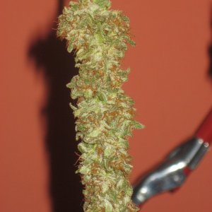 Afghan Kush / Manicured Bud