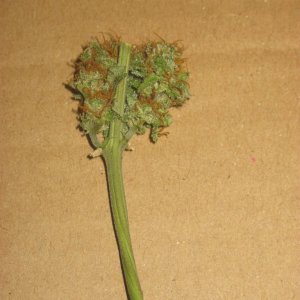 Afghan Kush / Manicured Bud