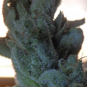 trichomes fireOG