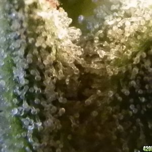 trichomes