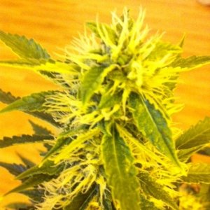 auto_buds