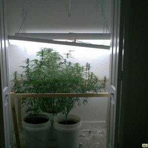 Scrog