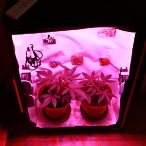 Royal Haze Matic And Sweet Tooth In Grow Box