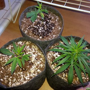 clones monstercropping smartpot