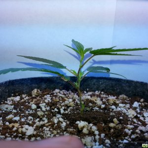 clones monstercropping smartpot