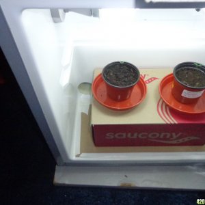 VictorVonDoom mini fridge grow 03