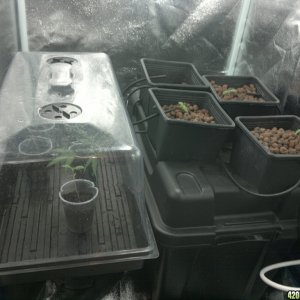 first hydro grow 2013