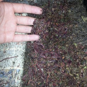 compost worms