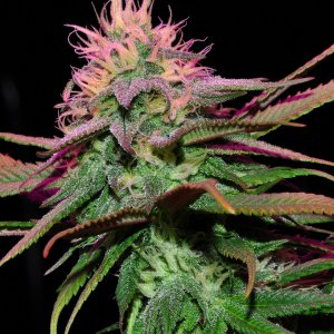 DSC_4416_bluedream