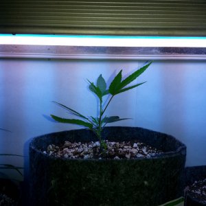 p4 clone smartpot