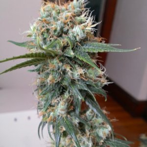 Bagseed Sativa