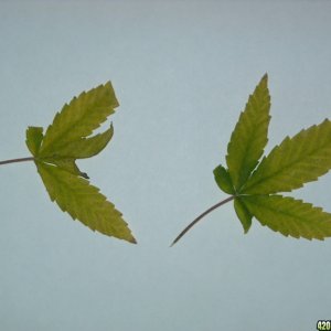 N-deficient leaves