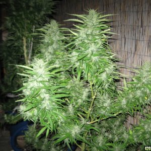 Wonder Woman, Skunk & Master Kush