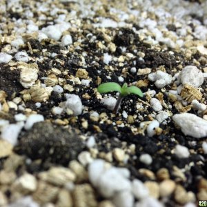 GDPSeedling