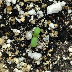 GDPSeedling2