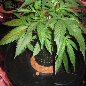 TD Auto Budmaster Diary 1