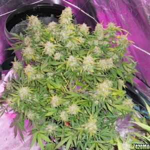 TD Auto Budmaster Diary 1