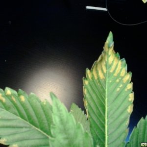 leaf disease 2