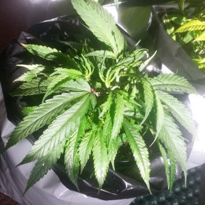 Vegging Update 1