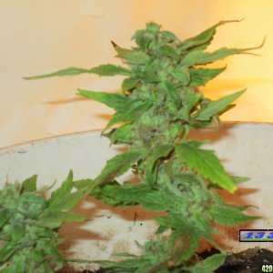 Female clone flowering indoor indica milky cloudy trichomes