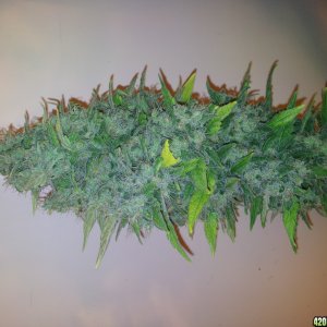 Critical Kush