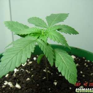 Plant_1_Transplanted