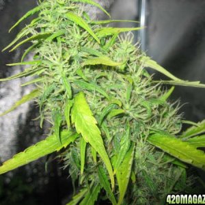 buds day 45