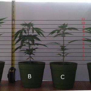 White Widow Growth Chart