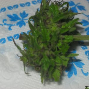 Kerala Krush / Fresh Bud / Outdoor Grown