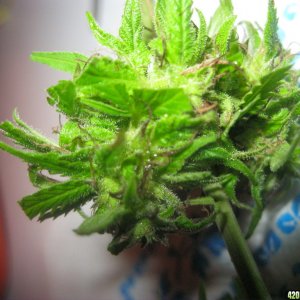 Kerala Krush / Fresh Bud / Outdoor Grown