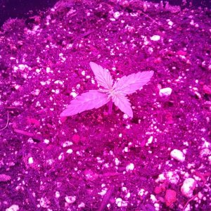 FNLA seedling Day11