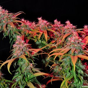 DSC_4663_bluedream