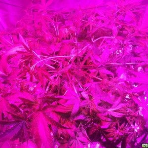 9_scrog