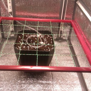 Built a cheap scrog net/screen