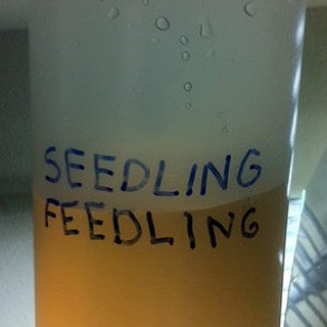 seedling_feedling