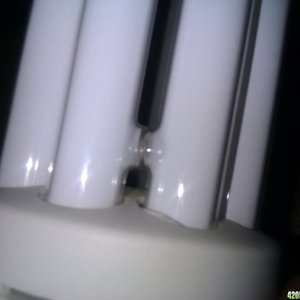 dead cfl