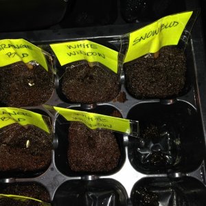 Germinating seeds