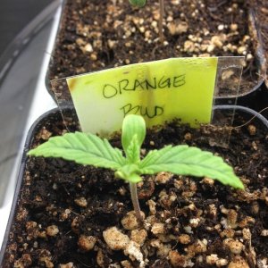 Orange Bud #2 seedling in two inch pot