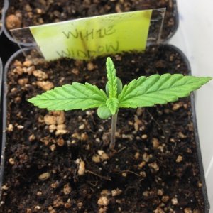 White Widow #1 seedling in two inch pot