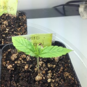 White Widow #2 seedling in two inch pot