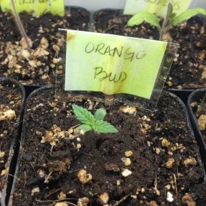 Orange Bud #2 seedling in two inch pot