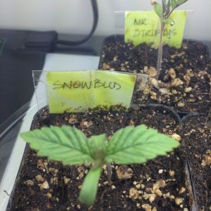 Seedlings in two inch pots