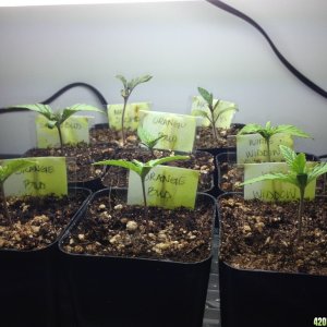 Seedlings in two inch pots