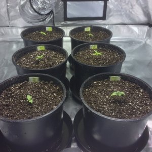 Seedlings transplanted