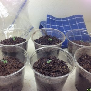 Seedlings