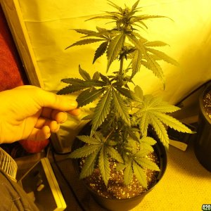 AK48 12/12 from seed