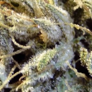 Grand Daddy Purple x Bubba Kush Macro