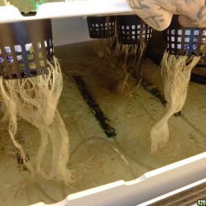 week 2 roots