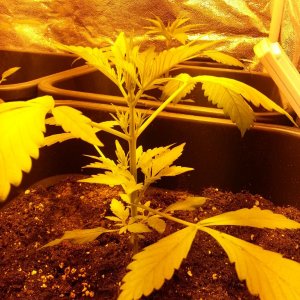 sweet seeds dark devil big devil xl first weeks of grow