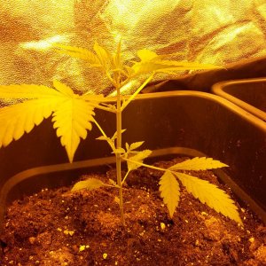 sweet seeds dark devil big devil xl first weeks of grow